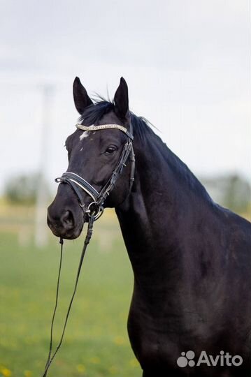 Мерин 2017 года, вороной