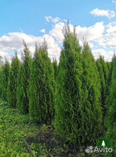 Туя экстра. Питомник. оптом
