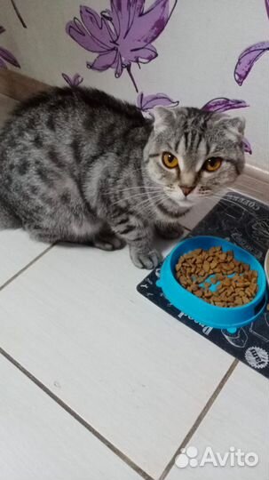 Шотландская вислоухая кошка бесплатно