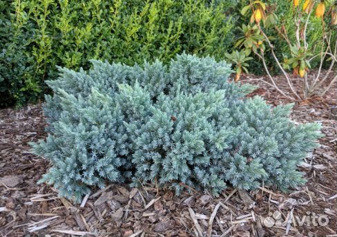 Можжевельник блю стар