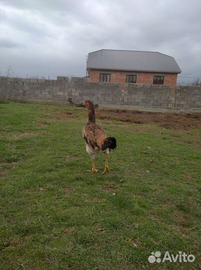 Бойцовая курица