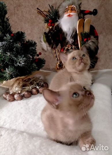 Котята европейской бурмы