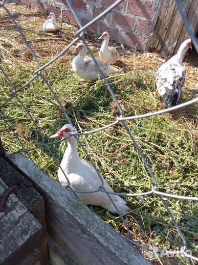 Мускусные утки