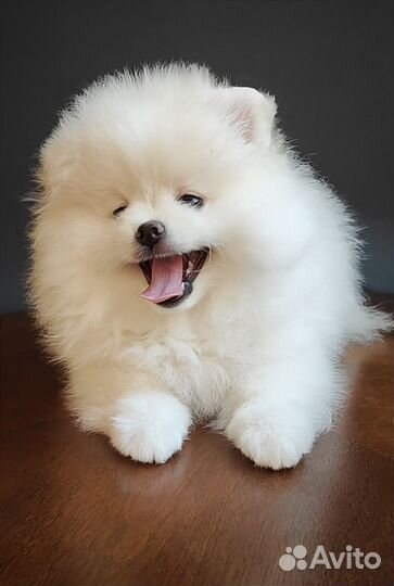 Две девочки. померанского шпица медвежата