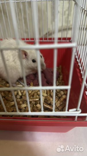 Крыса дамбо