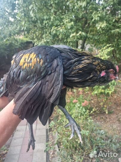 Петухи породы Ухей-Илюй, Легбар, Амираукан