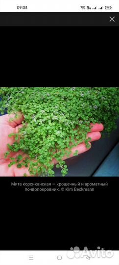 Мята корсиканская миниминт