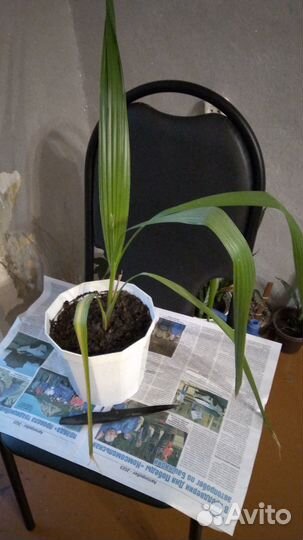 Пальма Вашингтония