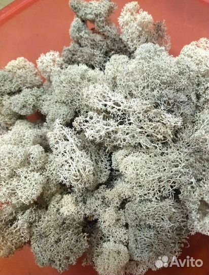 Мох Ягель для террариумов, растений, орхидей