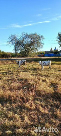 Домашние бычки