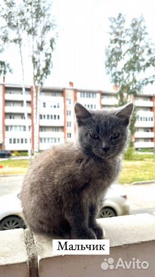 Отдам в добрые руки котят