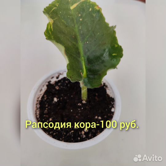 Сортовые фиалки