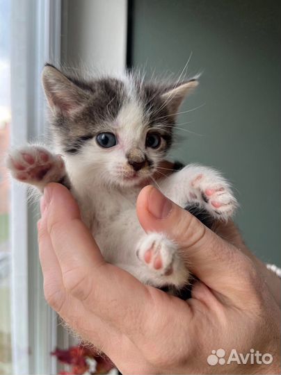 Котенок 1 мес