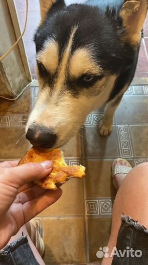 Хаски в добрые руки