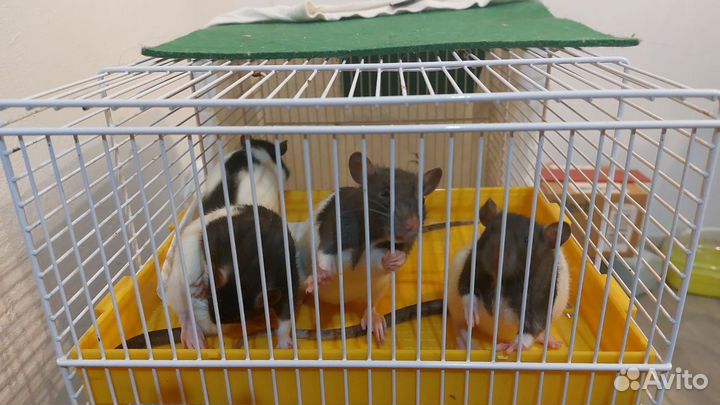 Декоративные крысята (детеныши капюшонной крысы)