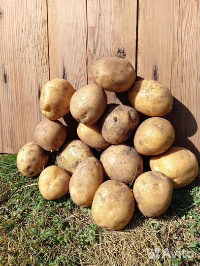 Продам картофель