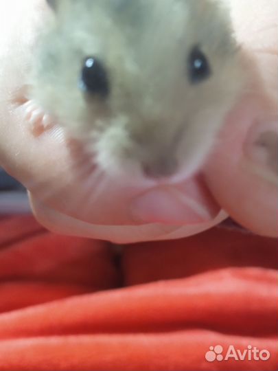 Джунгарский хомяк