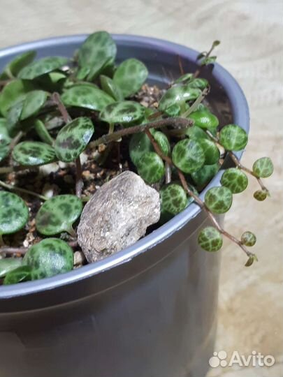 Пеперомия прострата