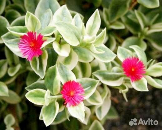 Комнатные разные