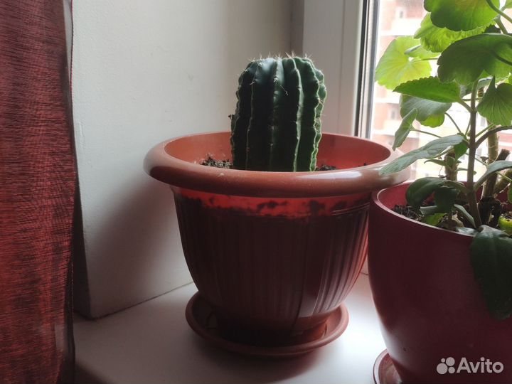 Продаю кактусы