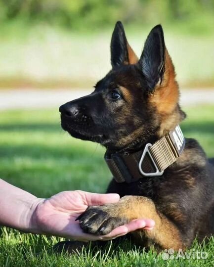 Дрессировка собак, специалист по поведению собак