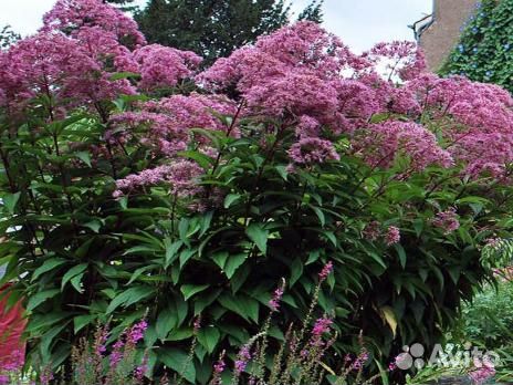 Цветы для сада