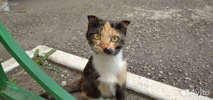 Найдена трехцветная кошка вислоухая