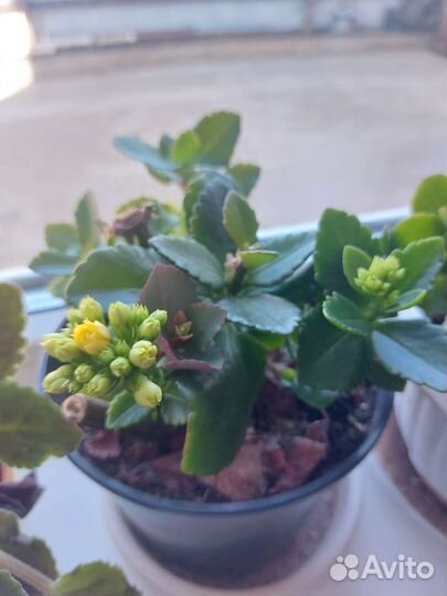 Фиалка в горшках, Каланхоль, Герань, Розы