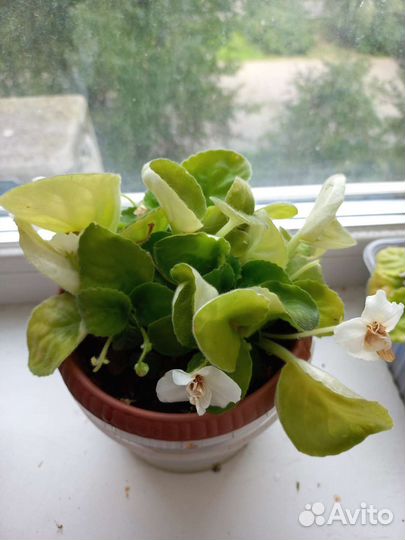 Фиалка в горшках (взрослое растение)