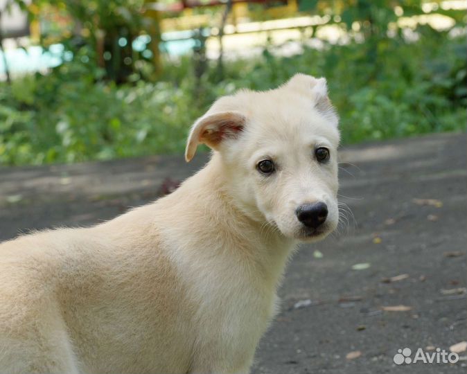 Щенок в добрые руки