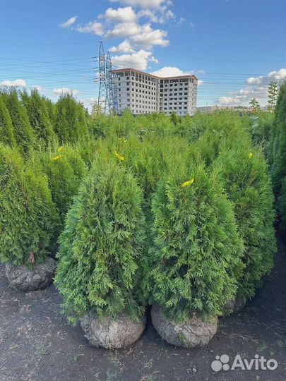 Туя Смарагд