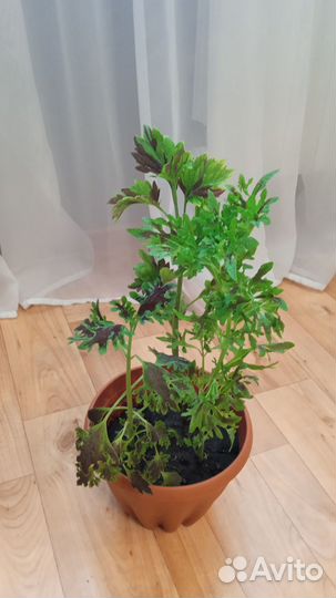 Цветы для души