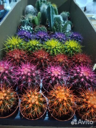 Сансевьерия,Кактусы, крассула,алоэ