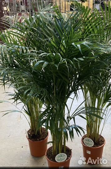 Пальма арека