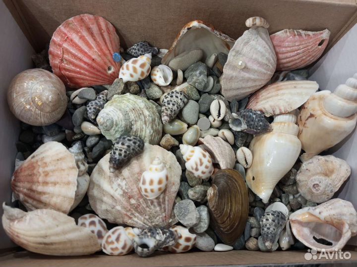 Ракушки морские, камни, природный декор