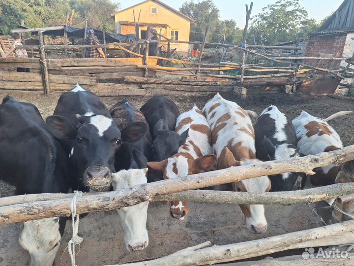 Бычки и телочки