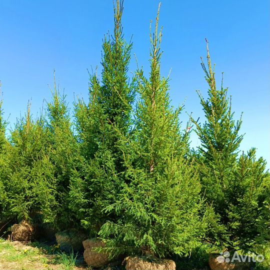 Ель обыкновенная 3+ м