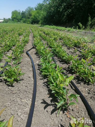 Антипка, алыча, жердела,груша