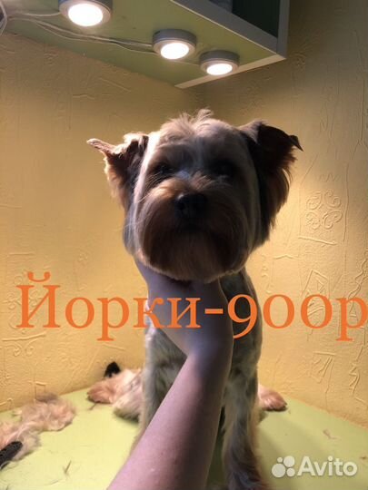 Груминг собак и кошек