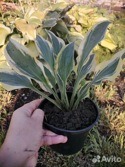 Хоста Волверайн