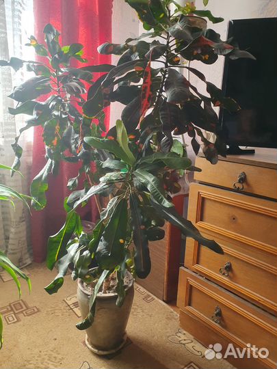 Кодиеум кротон