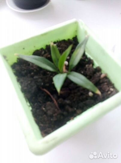 Комнатные цветы