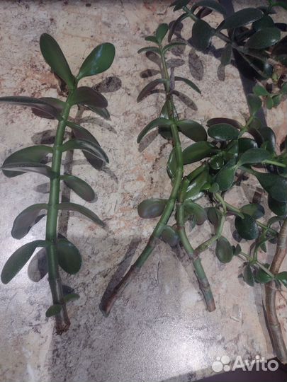 Денежное дерево толстянка крассула