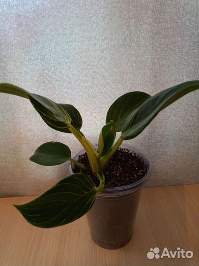 Филодендрон Биркин