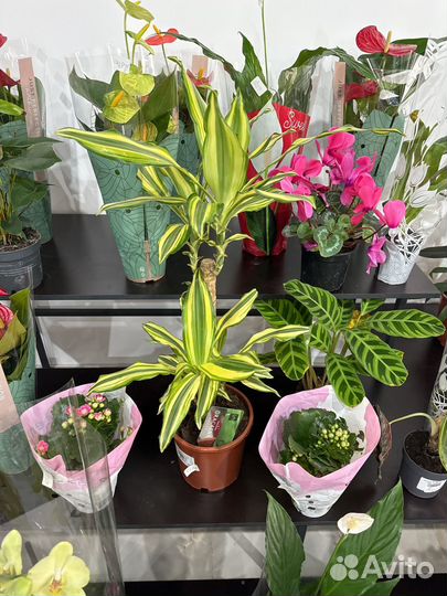 Комнатные растения.драцена