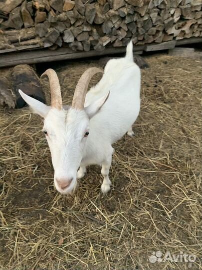 Зааненская дойная коза