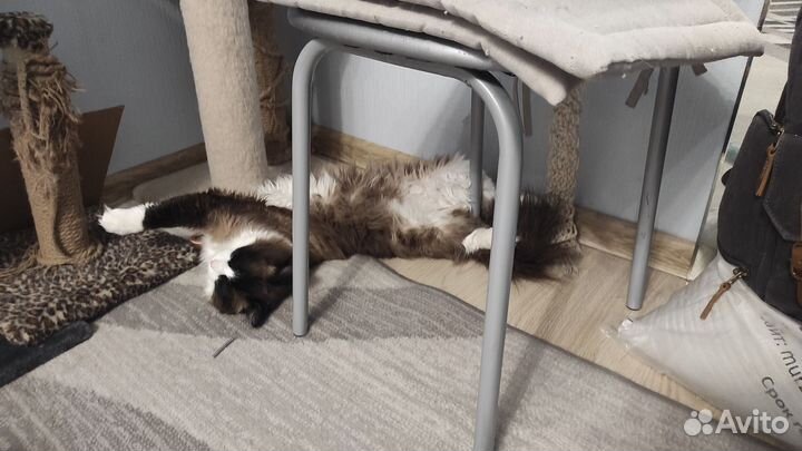 Кот на вязку