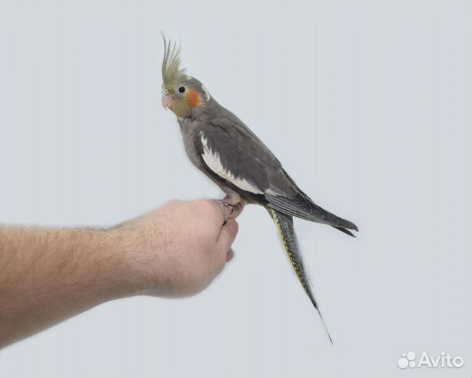 Кореллы выкормыши / ручные. Питомник. Доставка