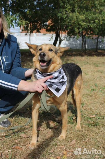 Собака в добрые руки отдам бесплатно