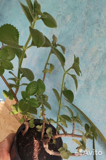 Мята домашняя